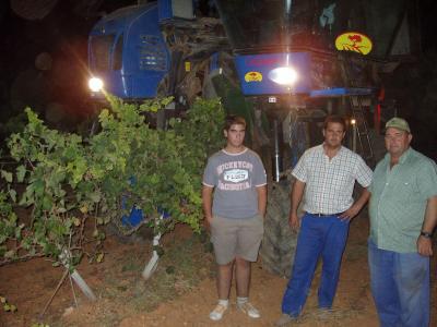 20080828192953-vendimia-nocturna-uva-tinta.jpg