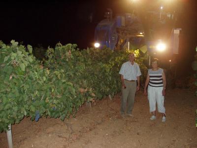 20090826174205-copia-de-vendimia-nocturna-uva-tinta.jpg