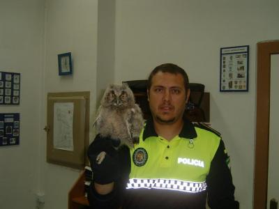 20100507125249-copia-de-recuperan-un-buho-chico.jpg